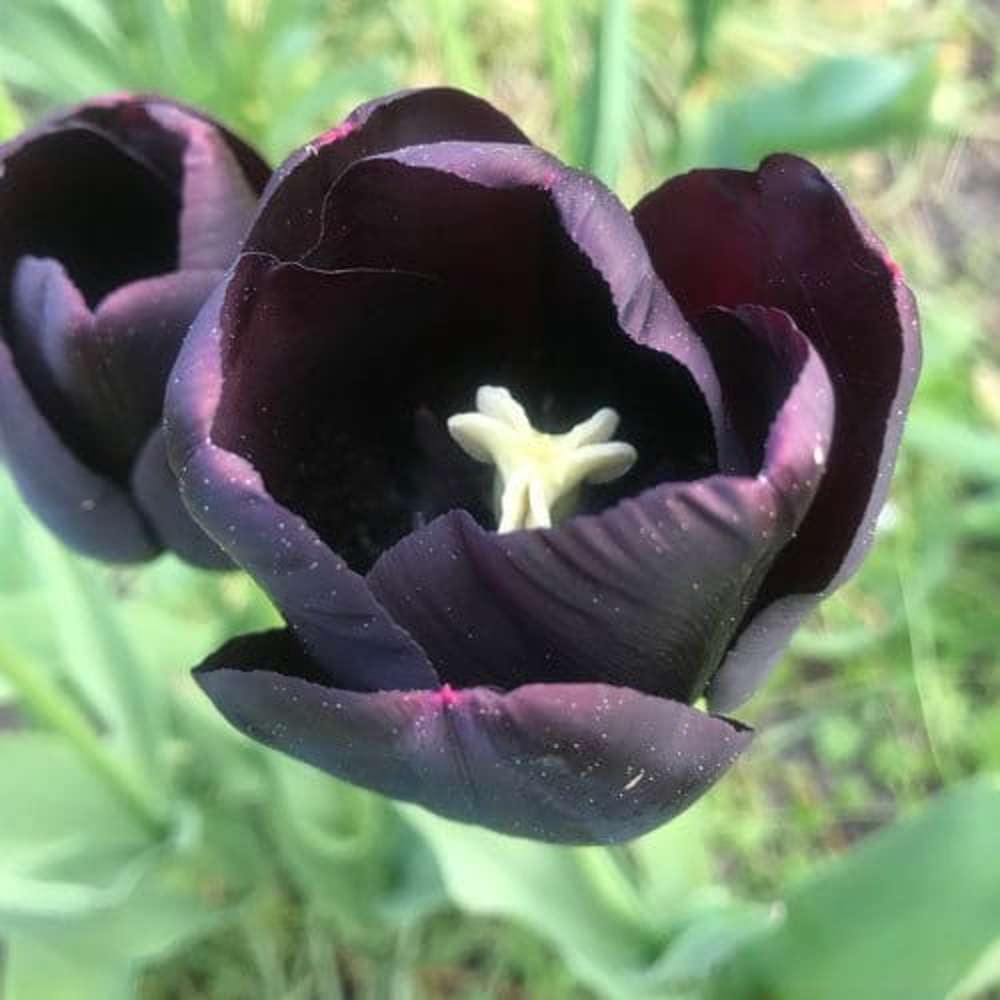 Tulipan 'Queen of Night'